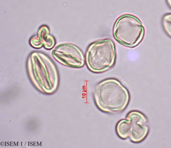 ISEM 1/Philadelphus_coronarius_27888/Philadelphus_coronarius_27888_0001(copy)_thumb.jpg